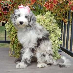 Holly (medium), Sheepadoodle Puppy